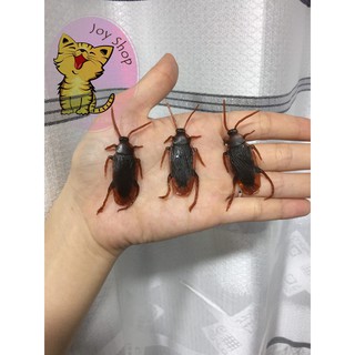 10 CON CÔN TRÙNG ĐỒ CHƠI CHO MÈO