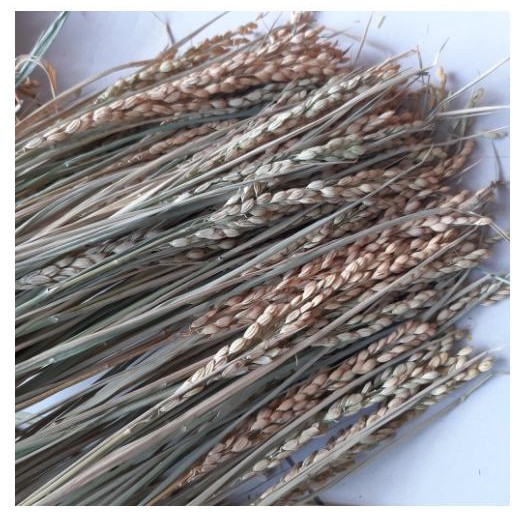 BÔNG LÚA KHÔ HẠT NGUYÊN THỦY - LÚA KHÔ 45- 50 BÔNG