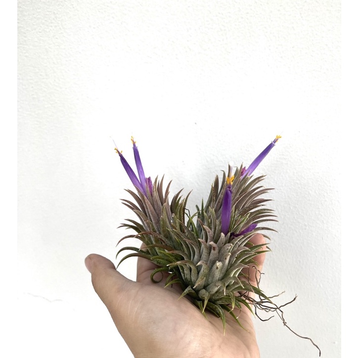 cây không khí Tillandsia  Bravo