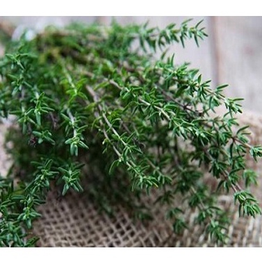 Hạt giống cỏ xạ hương mọc để trồng