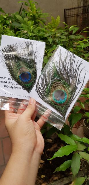 Lông công ốp điện thoại/ipad,mtb | BigBuy360 - bigbuy360.vn