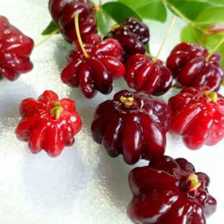 Cây surinam cherry