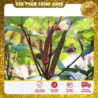 Hạt Giống Đậu Bắp Đỏ(5gr)