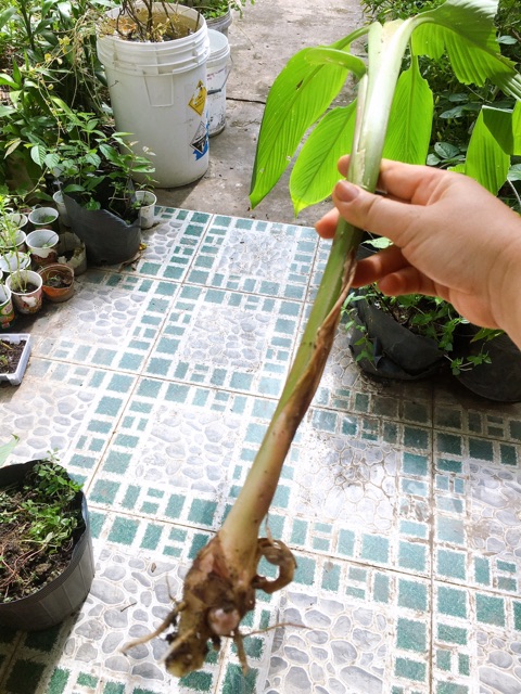Cây củ nghệ đen -vàng