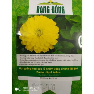 Hạt giống hoa cúc lá nhám vàng❤️freeship xtra❤️