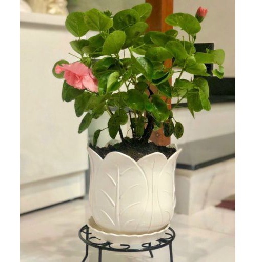 Chậu nhựa cứng cao cấp giả sứ bắp cải trắng 18x17cmcm_chậu nhựa để bàn trồng hoa cây tiểu cảnh siêu đẹp