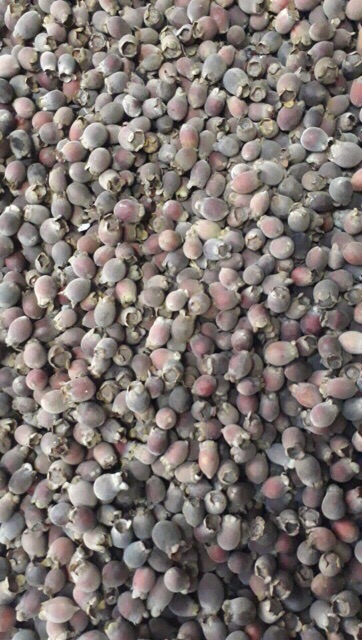 1 kg quả sim rừng khô | BigBuy360 - bigbuy360.vn