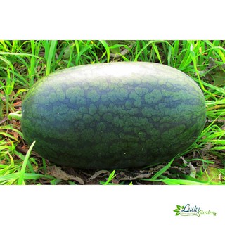 20 Hạt giống Dưa hấu dài Ruột đỏ (tặng gói Kích nẩy mầm và Hướng dẫn) XTRA TẶNG KÈM PHÂN VÀ KÍCH MẦM