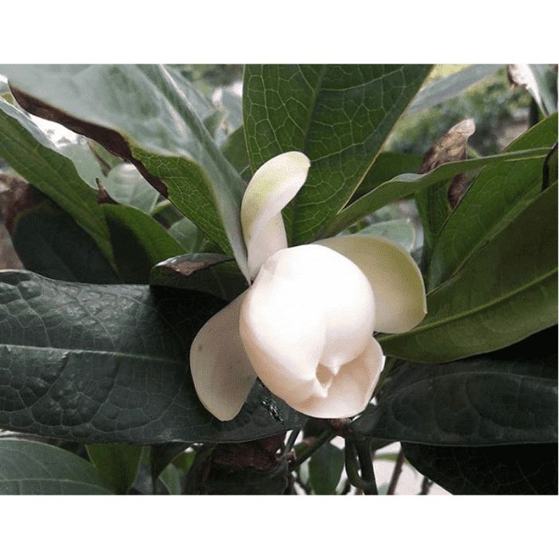 Cây Dạ hợp hương