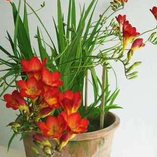 củ LAN NAM PHI THƠM CÁNH KÉP-CỦ GIỐNG