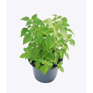 Cây Kinh Giới - Chậu Rau