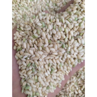 Gạo lứt nếp hoa vàng, túi hút chân không 1KG