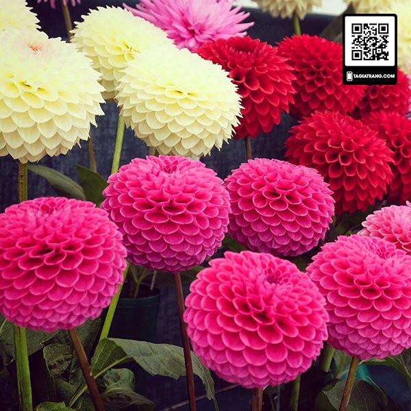 Hạt giống hoa thược dược tổ ong mix