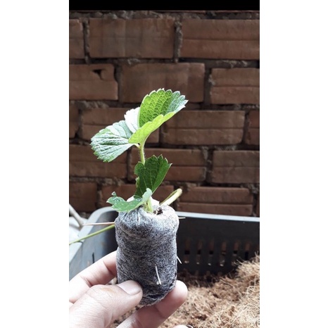Viên nén  sơ dừa