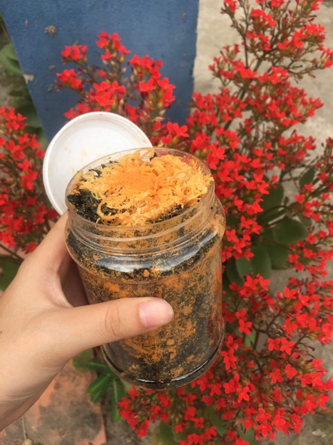 RONG GIÒN TỎI TẨM PHÔMAI CHÀ BÔNG HỦ NHỎ