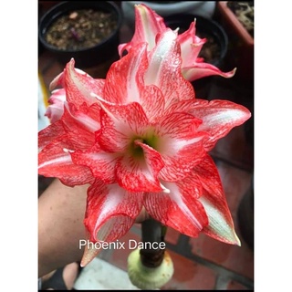 Lan huệ đài loan Phoenix dance