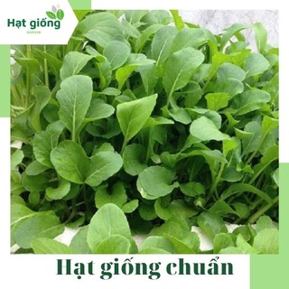 Hạt giống cải bẹ xanh mỡ ăn non- dễ trồng thu hoạch nhanh 7-10 ngày 20g (Rạng Đông)