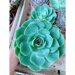 Sen Đá Xanh Đất Size Đại