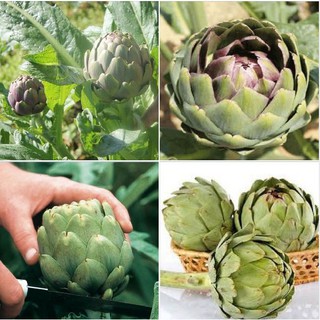 5 Hạt Giống Cây Atiso Xanh F1 (Kèm kích thích hạt nảy mầm)