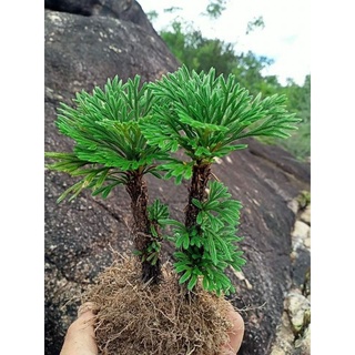cây trường sinh thảo
