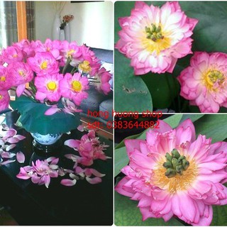 Hạt Giống Hoa Sen Thái| Sen Bách Diệp