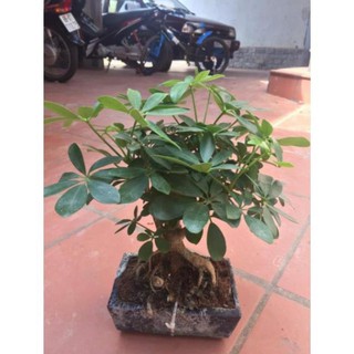 Ngũ gia bì để bàn,dáng bonsai , cây đẹp, giống chuẩn