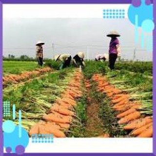 HẠT GIỐNG CÀ RỐT CAO SẢN GÓI 10 GRAM
