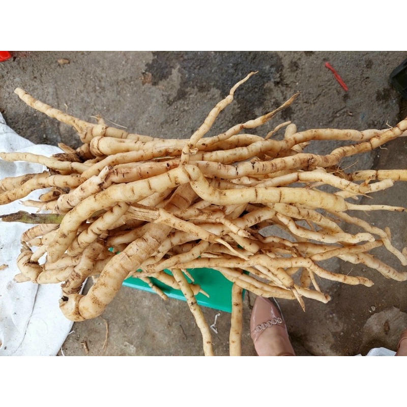 Sâm Xuyên Đá 1Kg