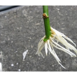 Thuốc Ra Rễ Cực Mạnh TAKE ROOT (Garden Safe) USA ( 56,6gr)