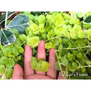 Hoả tốc HN - Cây trân châu golden creeping jenny rủ siêu đẹp