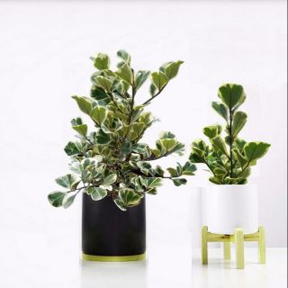 Cây cẩm thạch, Cây đa tam phúc