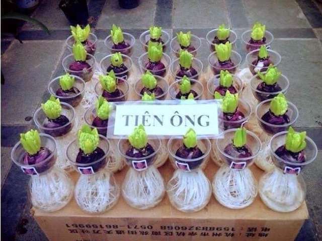 Củ hoa tiên ông hà lan