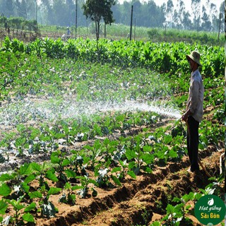 Hạt Giống Cà Trứng