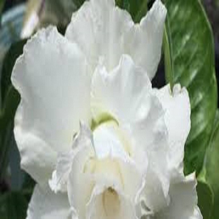 CÂY HOA SỨ THÁI CÁNH KÉP " NGỌC BĂNG- TRẮNG " - BẢO HÀNH MẶT HOA KÉP Y ẢNH