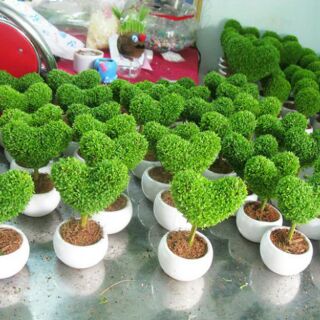 Cỏ may mắn để bàn (Lucky seeds)