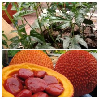 Cây gấc nếp cao sản