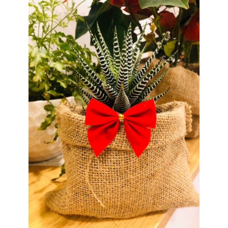 Quả thông, Lát Cam sấy, vỏ Quế, bó củi khô trang trí cây thông Noel, bánh kem