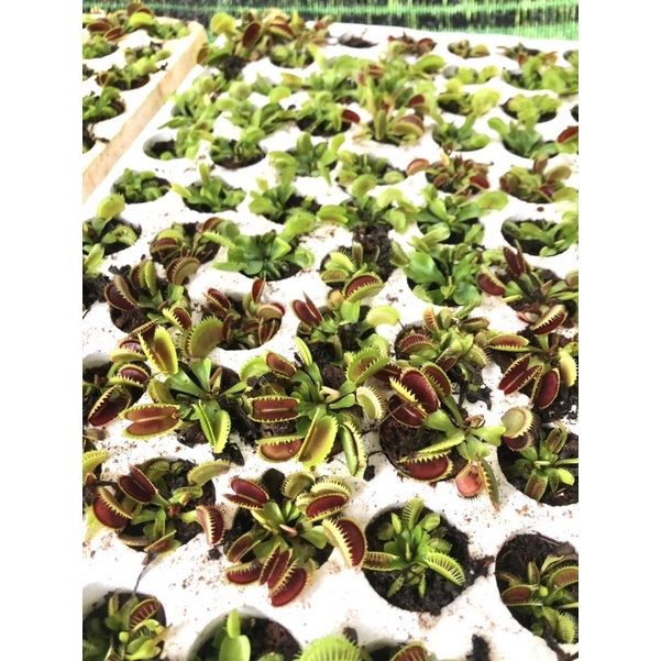 Combo 5-12 Cây bẫy kẹp