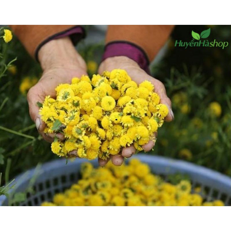 ( SIÊU RẺ ) Hạt giống hoa tiêu kim cúc ( cúc họa mi) vàng gói 1gr