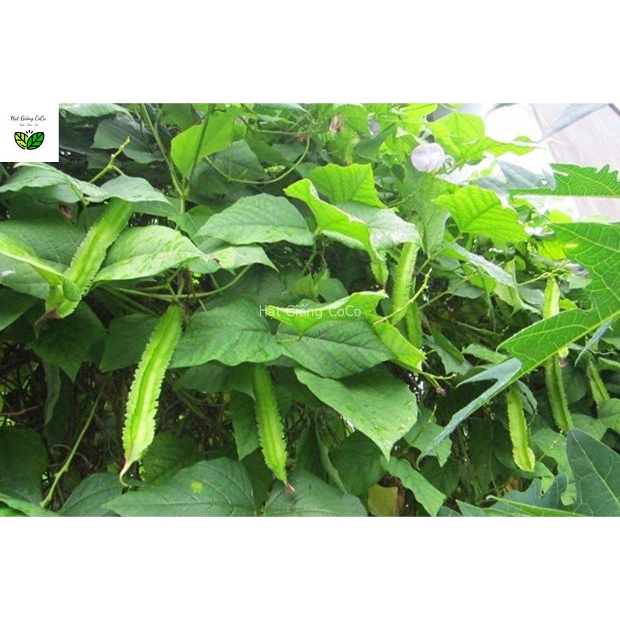Hạt Giống Đậu Rồng  Gói 5Gr