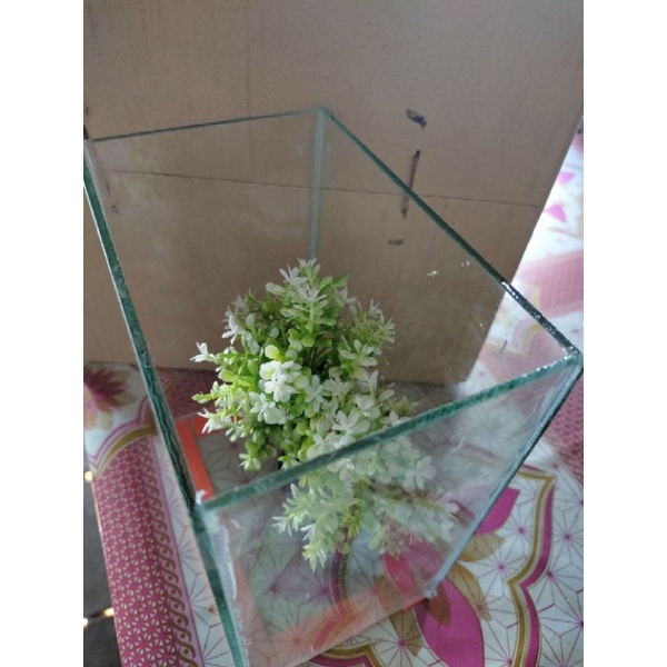 Hồ kính mini, nuôi cá Phướng, Xiêm, Betta...