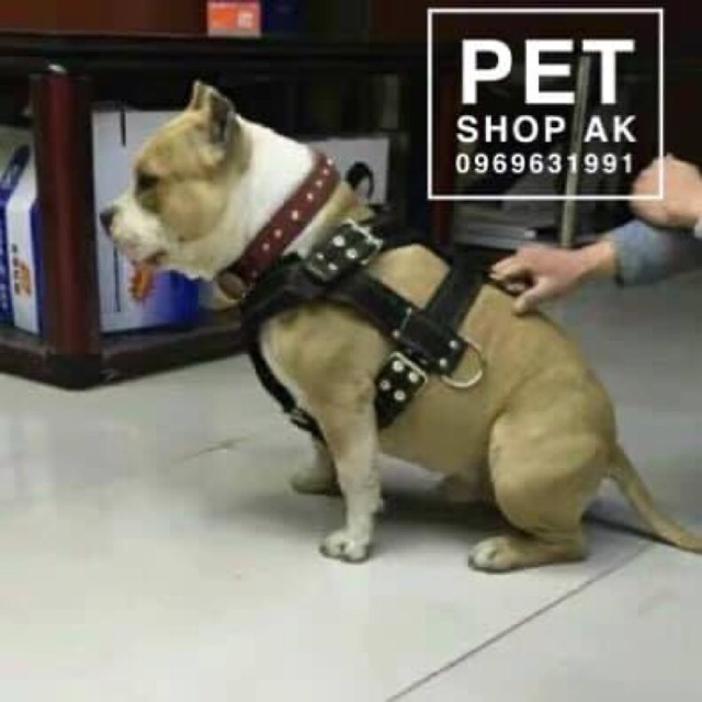 Đai yếm dắt chó/ đai yếm tập thể lực kéo cho chó vừa đại