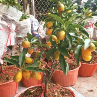 Cây 🌲 Tắc Ngọt ... Thái.... siêu trái