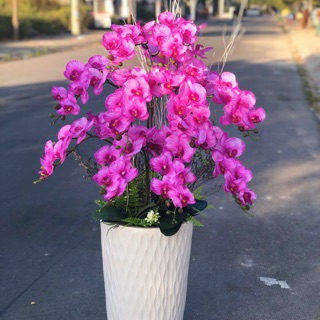 HOA LAN HỒ ĐIỆP 9 BÔNG