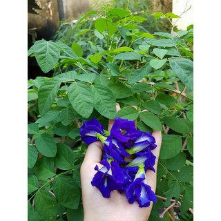 Combo hơn 20 hạt giống đậu biếc