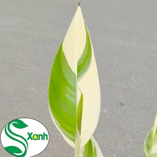 Cây Chuối Kiểng Cẩm Thạch