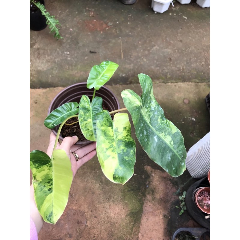 Trầu bà tỷ phú var
