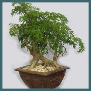 Rễ Đinh Lăng Khô ( Thái Lát 1kg)