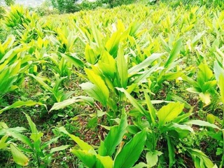 TINH BỘT NGHỆ MẸ LÀM