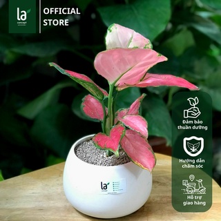 Vạn Lộc Hồng
